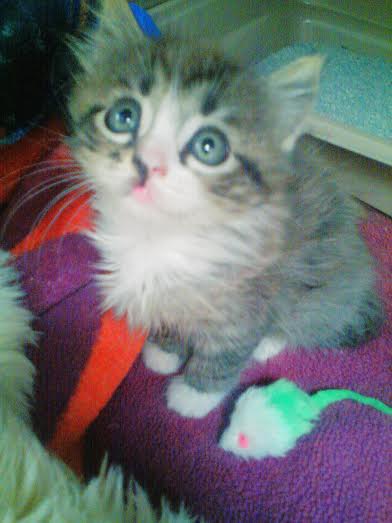 kitten - Pet First Animal Hospital - Veterinarian - Bradenton, FL 