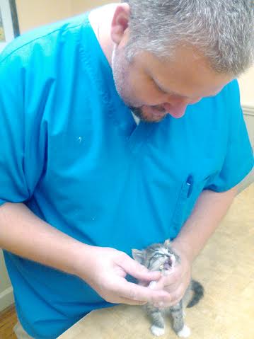 Pet First Animal Hospital - Veterinarian - Bradenton, FL - kitten exam