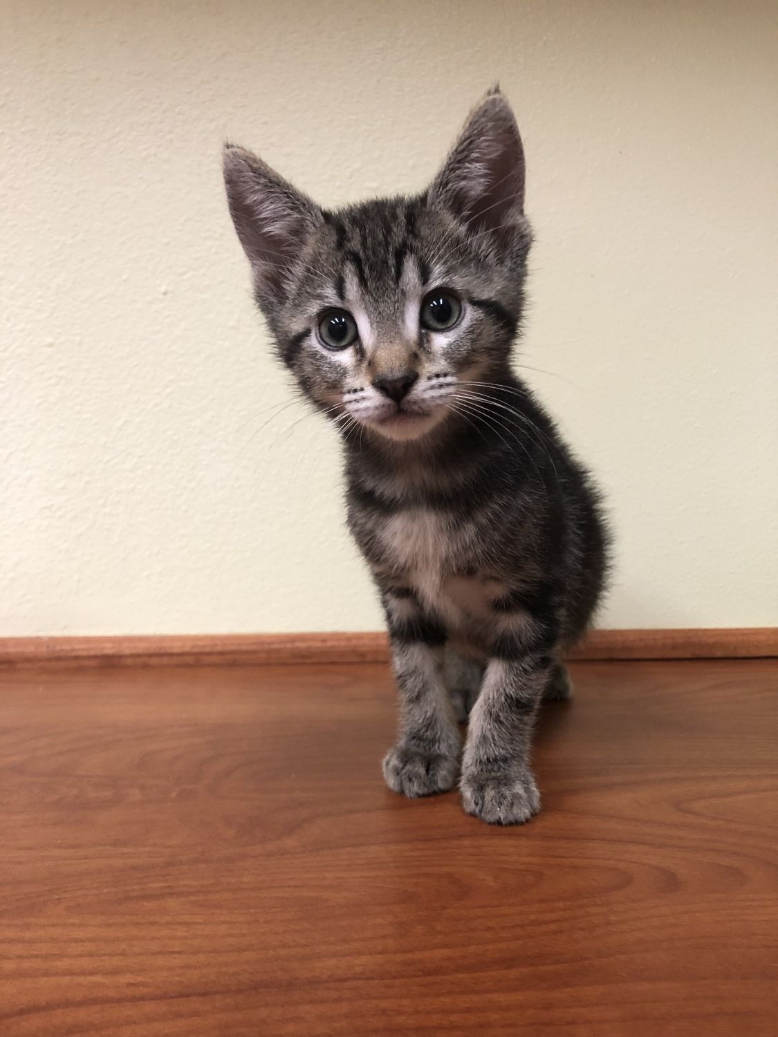 kitten