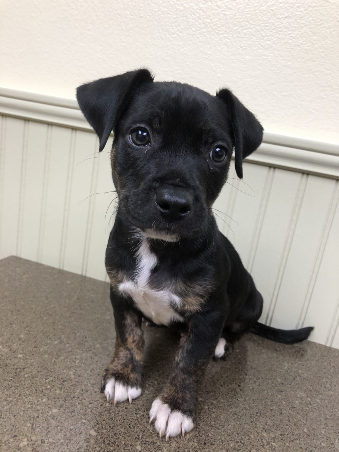 black and white puppy