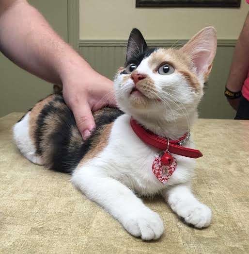 calico cat