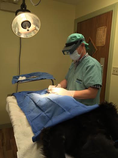 First Animal Hospital - Veterinarian - Bradenton, FL - Surgical Procedure