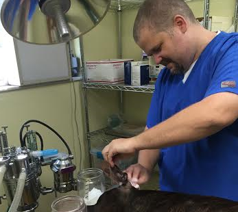 Pet First Animal Hospital - Veterinarian - Bradenton - exam