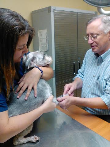 Pet First Animal Hospital - Veterinarian - Bradenton, FL - Exam