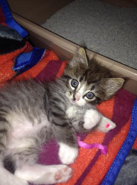 cute kitten
