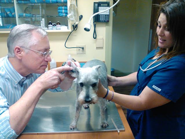 Pet First Animal Hospital - Veterinarian - Bradenton, FL - dog exam