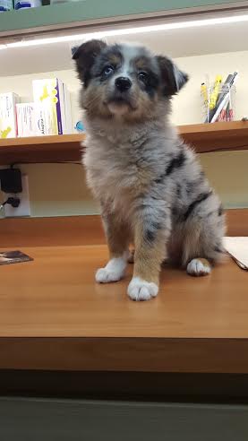 What a proud pup!