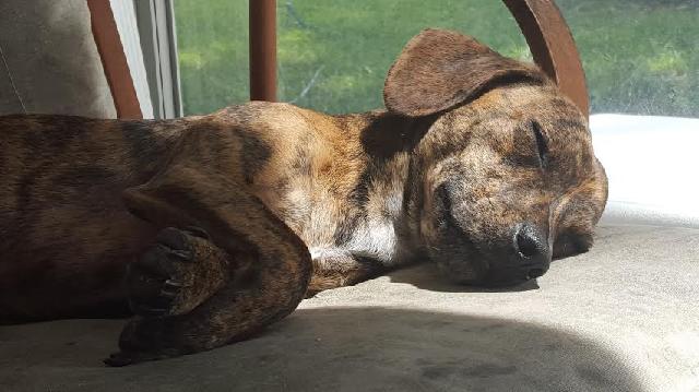 Bailey sunbathing