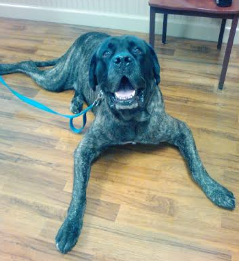 Kalil is such a good boy!