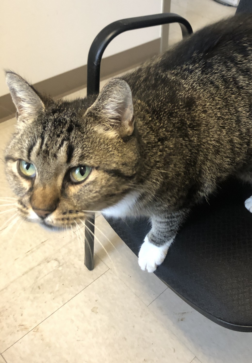 cat on chair