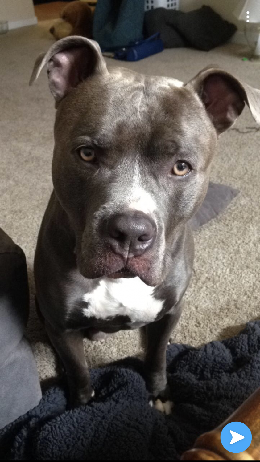 Gray pit bull