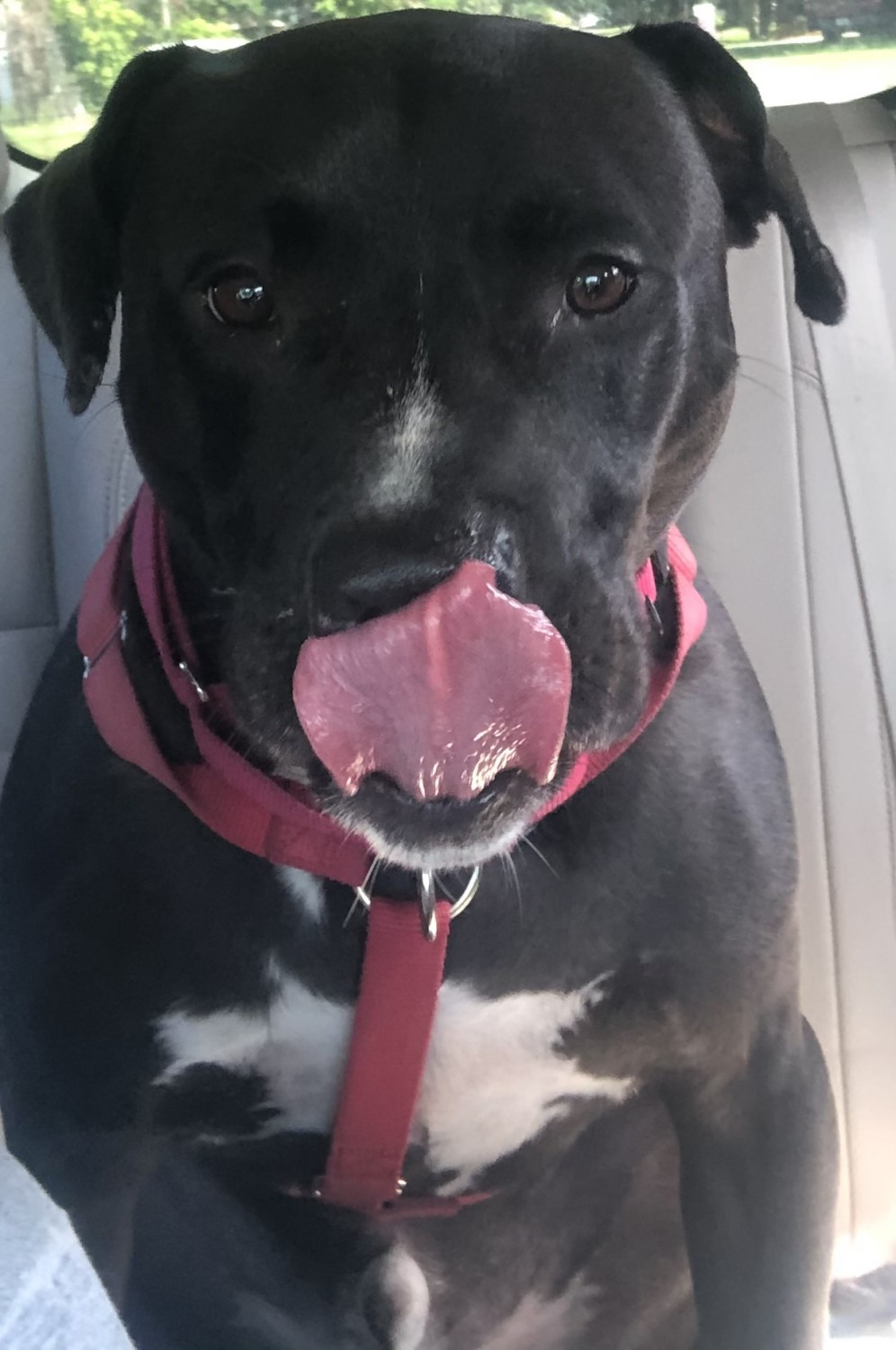 Pit bull licking its' nose