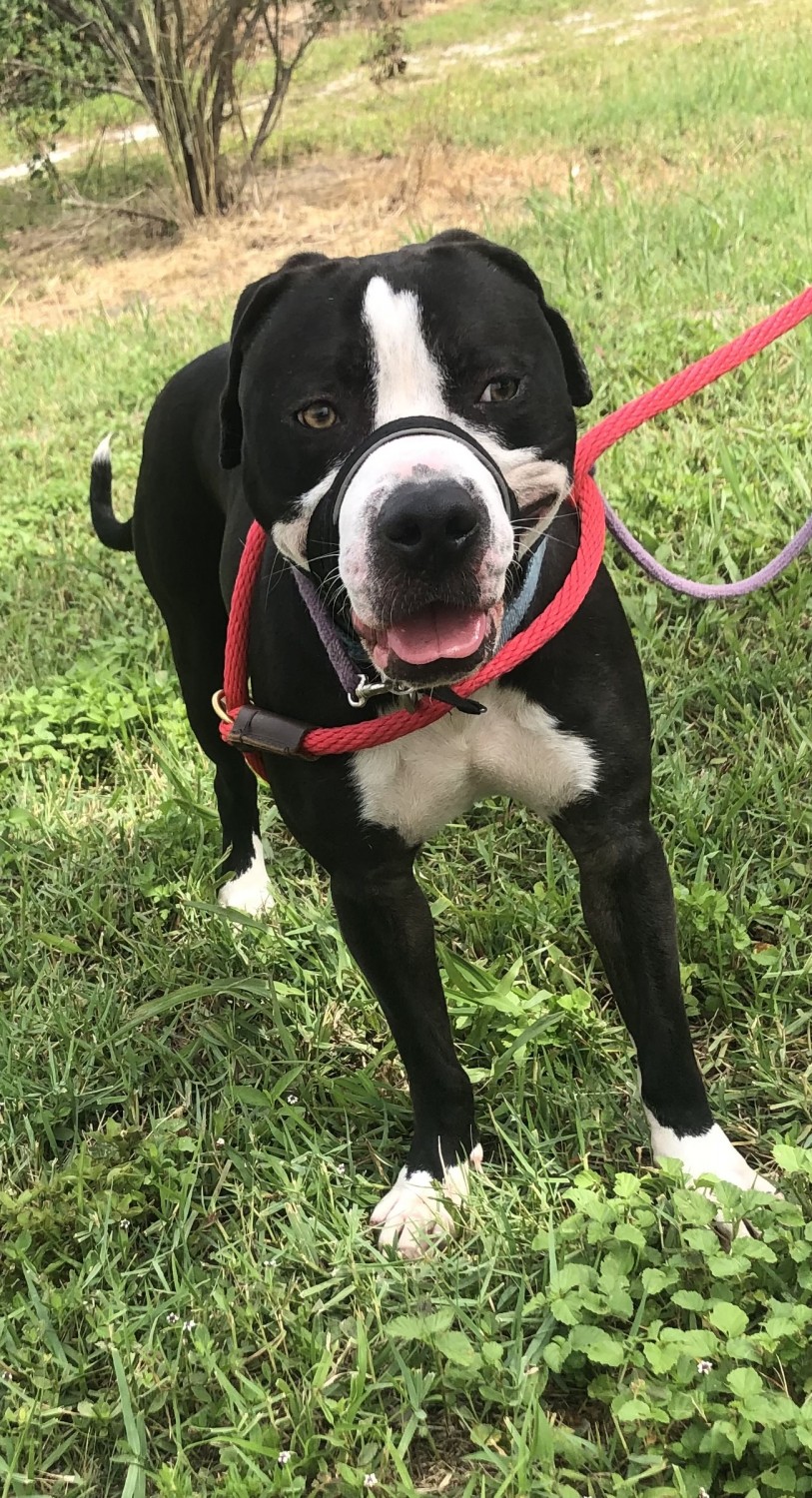 Pit bull with gentle leader leash