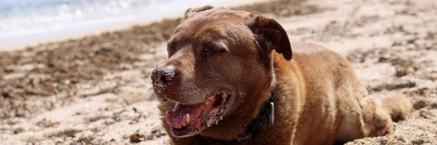 Dog relaxing at the beach