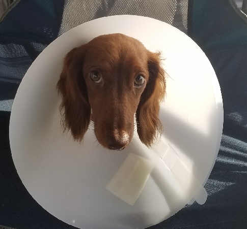 dog in cone after Surgical Procedure