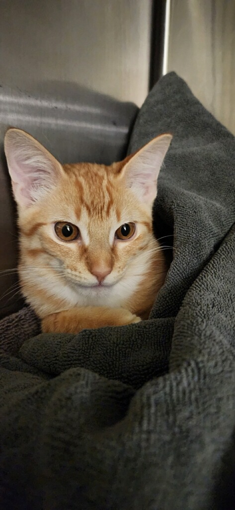 orange kitten